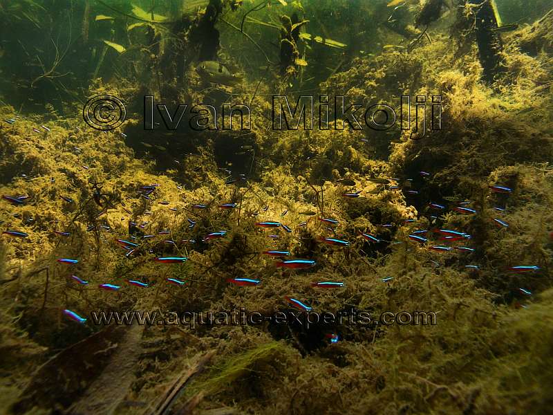 Paracheirodon axelrodi habitat